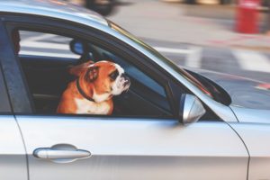 Transport żywych zwierząt – podstawowe wymagania